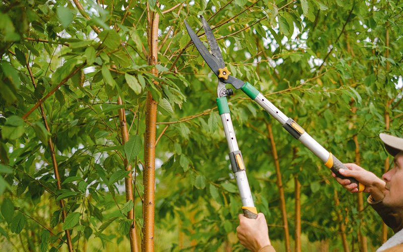 Tree trimming in Coulee City, WA